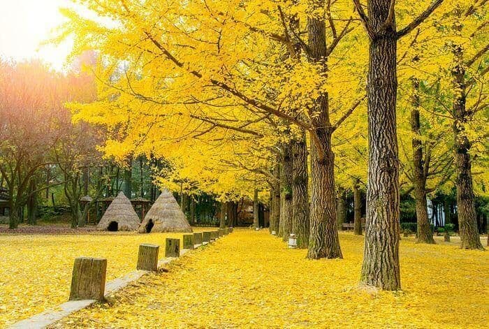 Seoul Nami – No Shopping