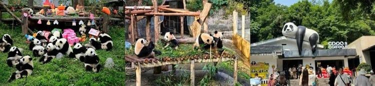 Trùng Khánh – Từ Khí Khẩu – Hồng Nhai Động – Công Viên Gấu Trúc – Tịnh Thổ A Bá – Phố Cổ Cẩm Lý – Thành Đô – Cửu Trại Câu